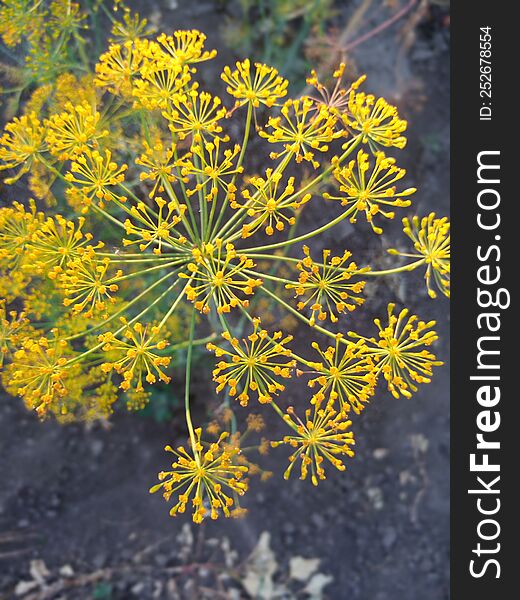 Fragrant fragrant spice dill grows in the garden food. Fragrant fragrant spice dill grows in the garden food