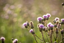 Thistle Royalty Free Stock Image Thistle Royalty Free Stock Image