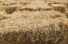 Field With Bales Of Hay Stock Image Field With Bales Of Hay Stock Image