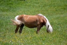 Horse Eating Grass Stock Images Horse Eating Grass Stock Images