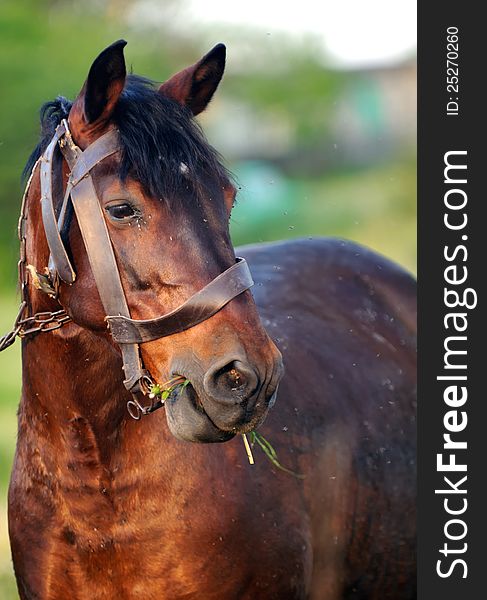 The portrait of a brown horse eating grass