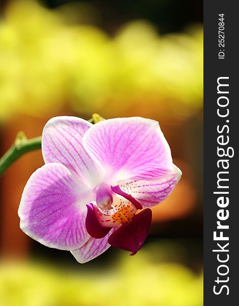 Exotic and beautiful phalaenopsis hybrid orchid flower glowing in sunlight. Exotic and beautiful phalaenopsis hybrid orchid flower glowing in sunlight