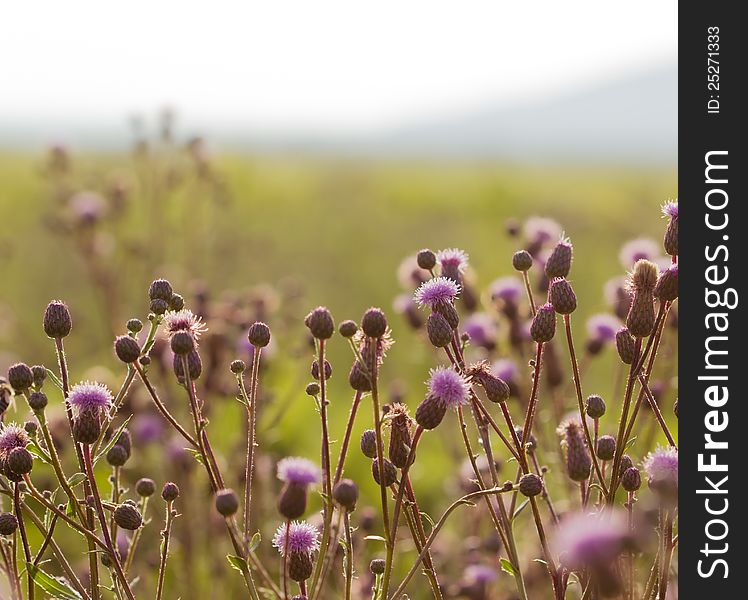 Flowering thistle in meadow and sunlight