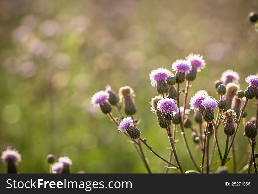 Beatiful flowering thistle and sunlight