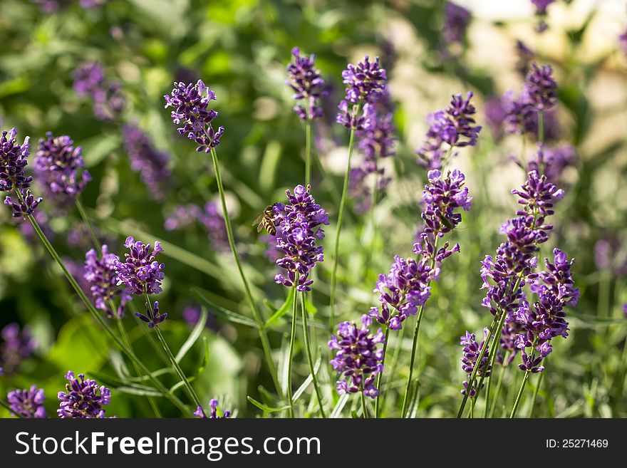 Beautiful lavender bush and sunlight