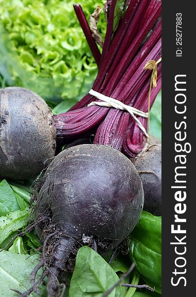 Bunch of beetroot tied with elastic band, lettuce and spinach leaves