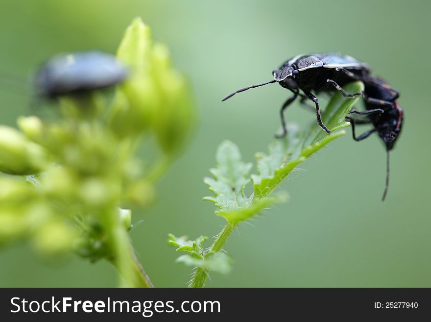 Beetles sitting on a bud. macro shot