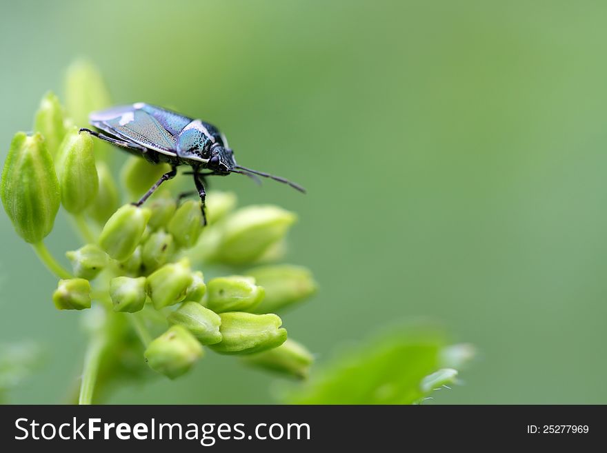 Beetles Sitting On A Bud