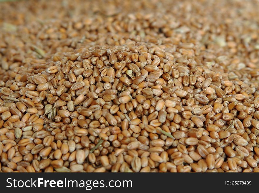 Grains Of Wheat