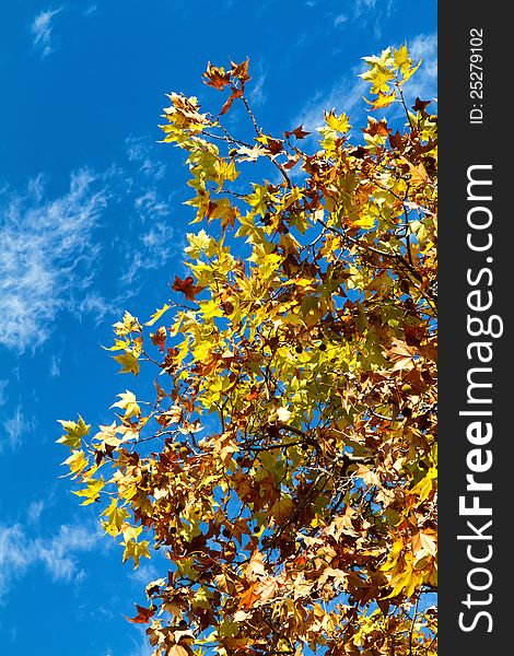 Photo of a sycamore tree in autumn