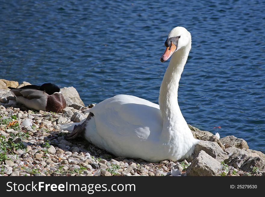 A single swan sitting on the shore