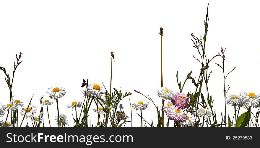 Meadow grass and chamomile flowers isolated on white background. Meadow grass and chamomile flowers isolated on white background