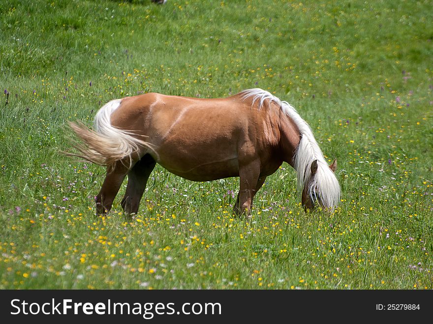 Haflinger horse in a high mountain, eating grass on the meadow in dolomite alps, Val Pusteria, Italy. Haflinger horse in a high mountain, eating grass on the meadow in dolomite alps, Val Pusteria, Italy