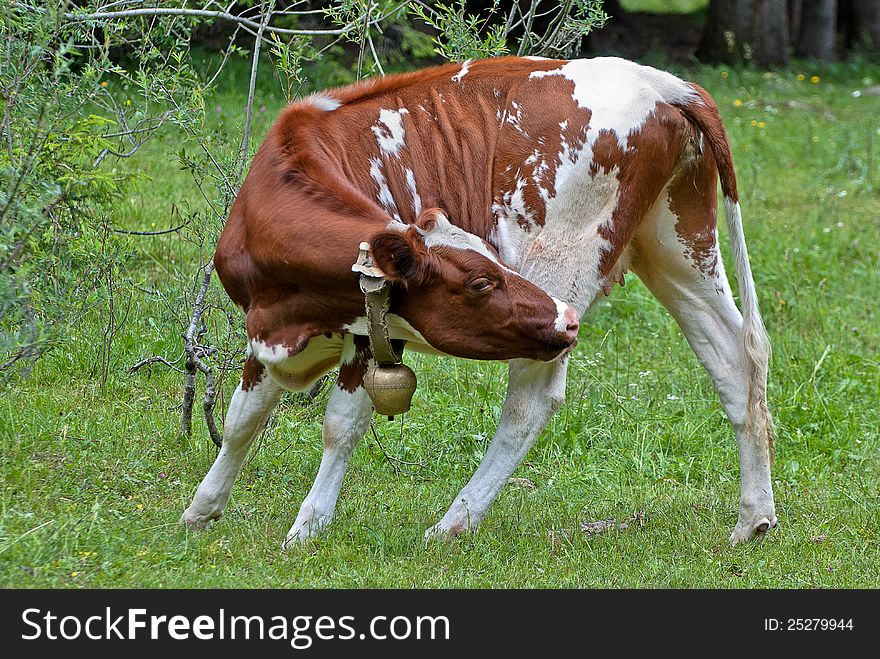 A cow with bell in italian alps touching her leg