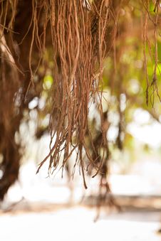 Roots Of A Banyan Tree Stock Photos