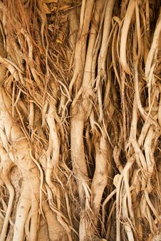 Roots Of A Banyan Tree Stock Image Roots Of A Banyan Tree Stock Image