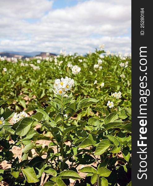 Blooming potatos field in the sommer. Blooming potatos field in the sommer