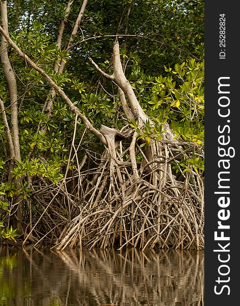 A mangrove tree and its intricate root system. A mangrove tree and its intricate root system