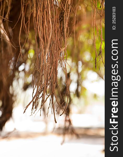 Close-up of Roots of a banyan tree in sunlight