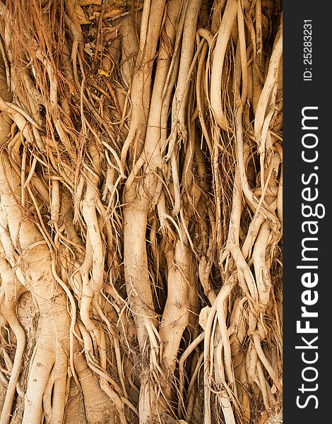 Close-up of Roots of a banyan tree in sunlight