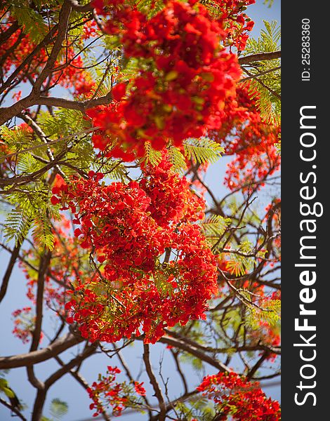 Beautiful red tropical flowers of delonix on a bright summer day. Beautiful red tropical flowers of delonix on a bright summer day