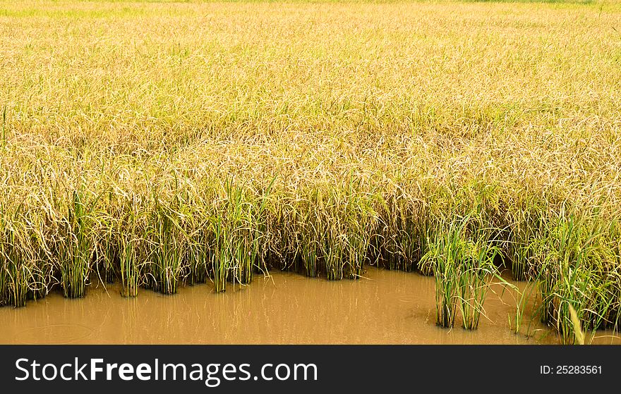 Golden rice field in Thailand