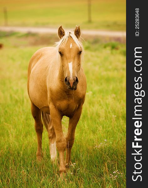 The horse pasture on the Altai. Russia. Altai Territory. The horse pasture on the Altai. Russia. Altai Territory.