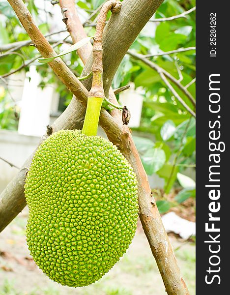 Jackfruit hanging on the tree