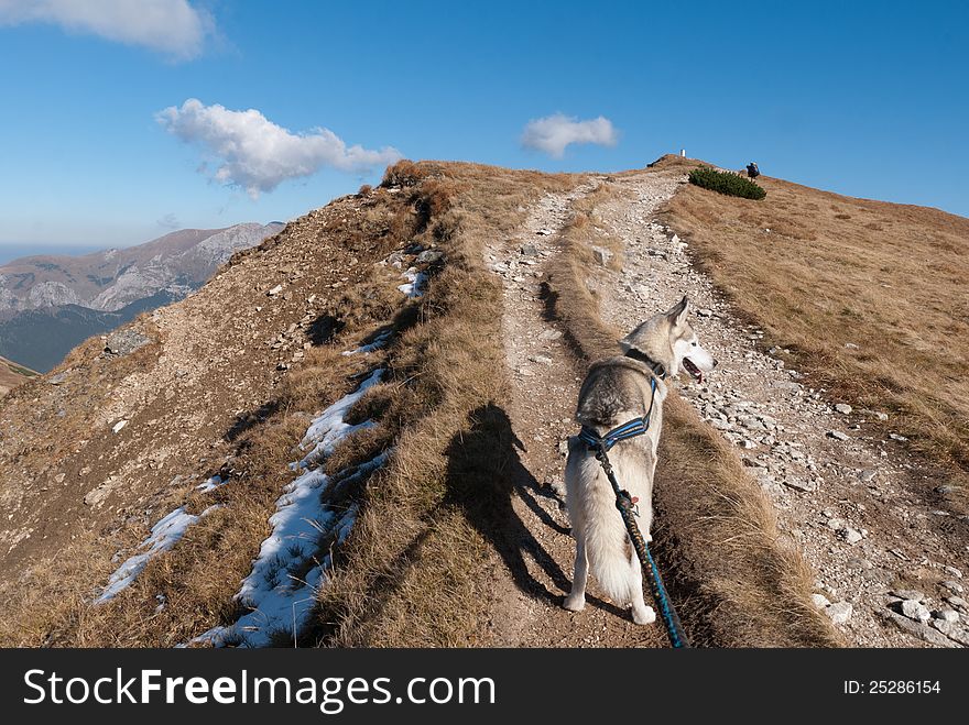 Trekking on the West Tatry ( Rohace ) wish siberian husky dog. Slovakia. Trekking on the West Tatry ( Rohace ) wish siberian husky dog. Slovakia