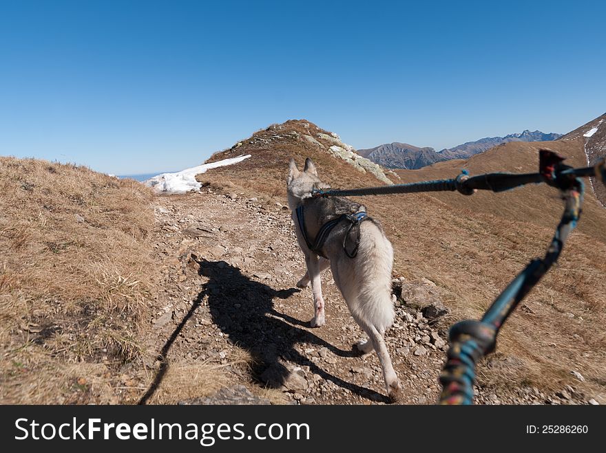 Trek wish the husky dog on the West Tatry ( Rohace ). Trek wish the husky dog on the West Tatry ( Rohace )