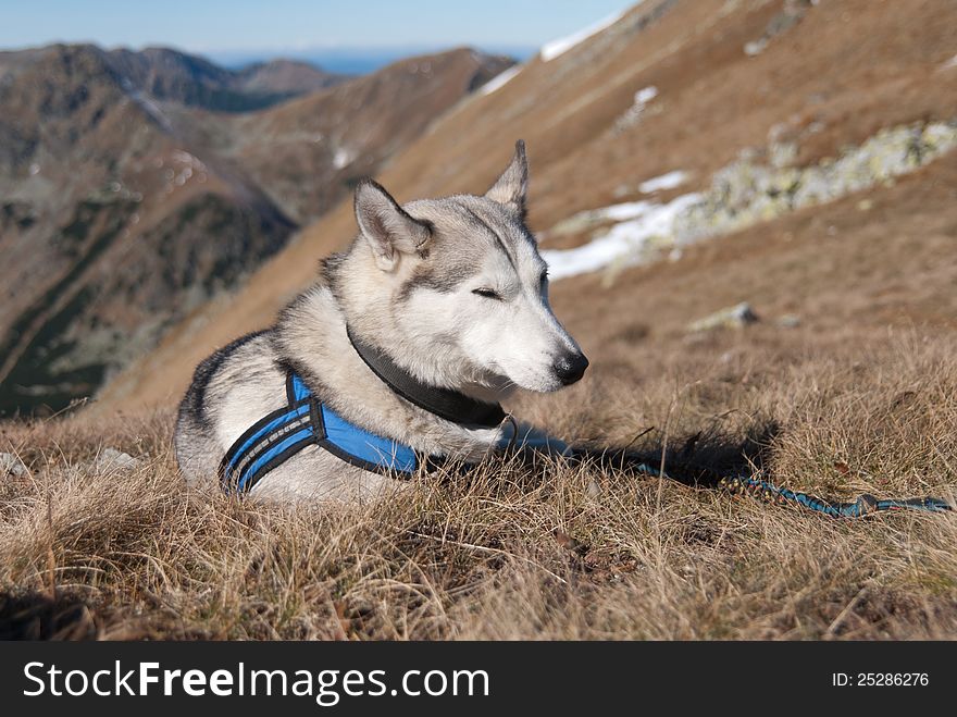 Relaxing of the siberian husky dog