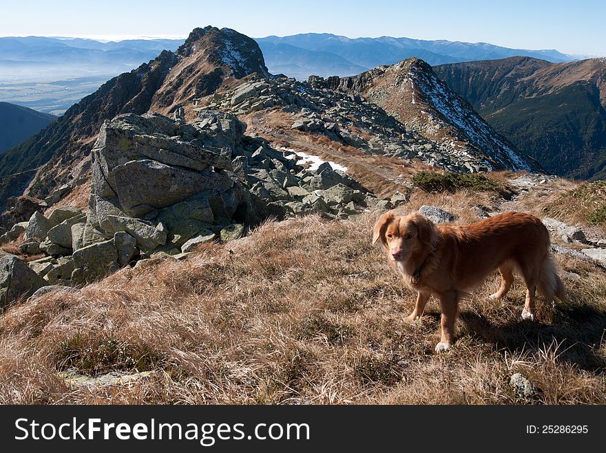 Nova Scotia Retriever on the hill