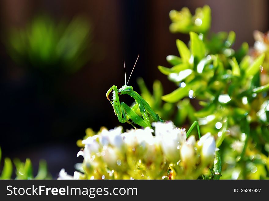 Close up of green praying mantis