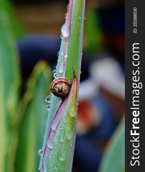 Garden snail on reginae strelitzia blossom bud