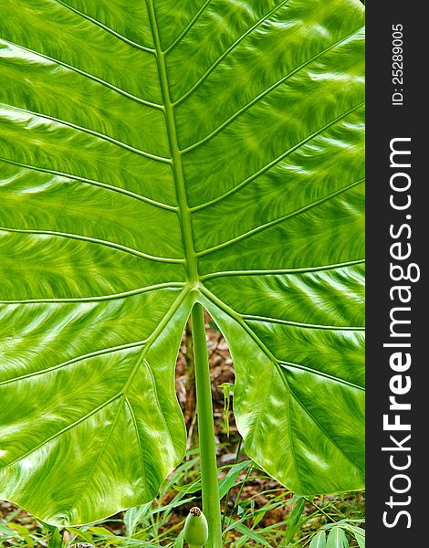 Green Caladium Leaf