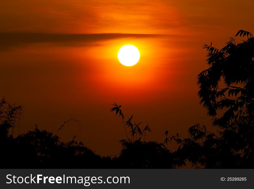 Golden color sunrise over bamboo silhouette pattern