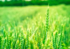 Green Wheat Stock Images Green Wheat Stock Images