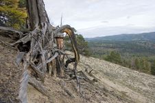 Roots Of A Dry Tree. Stock Images Roots Of A Dry Tree. Stock Images