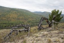 The Dry Fallen Trees. Royalty Free Stock Photos The Dry Fallen Trees. Royalty Free Stock Photos