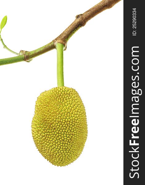 Young jack fruit isolated on white background