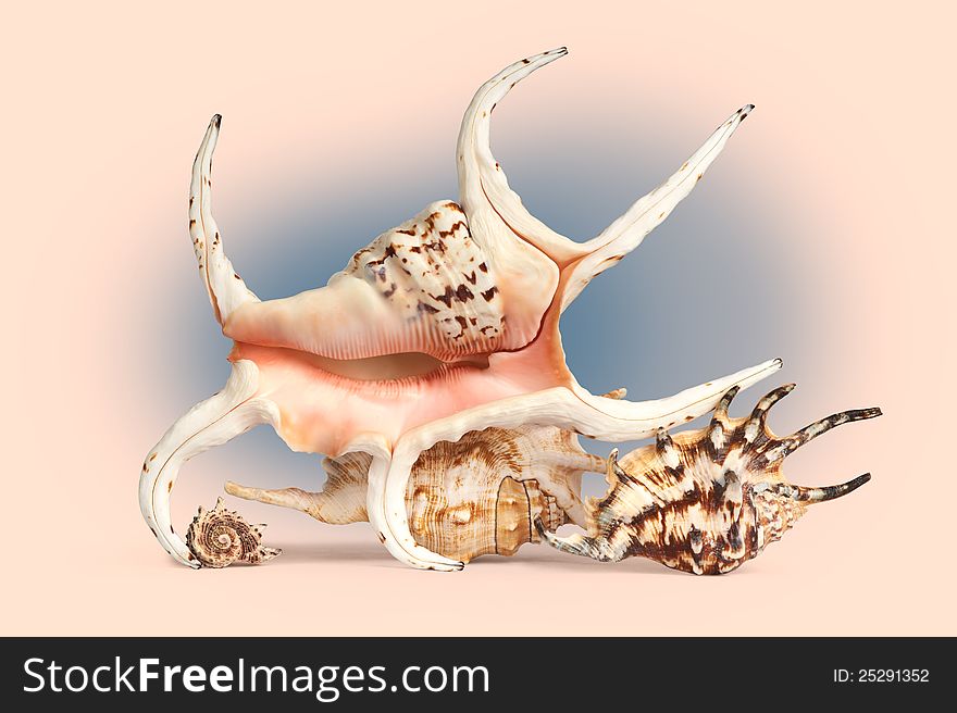 Natural graphic of sea shells. Clipping path is included. Natural graphic of sea shells. Clipping path is included.