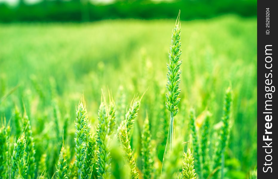 Green wheat field closeup
and sunlight