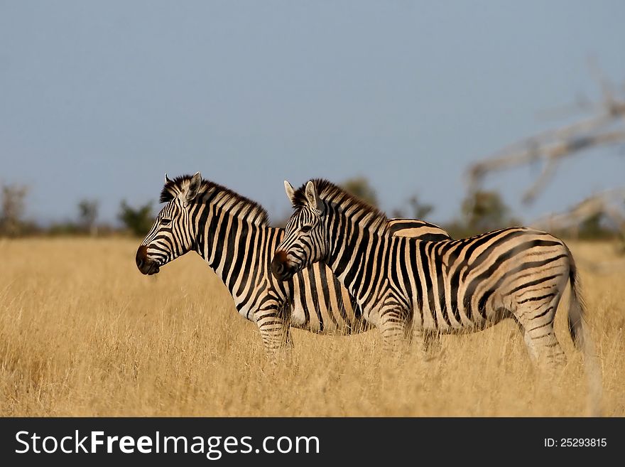 Two Burchell's Zebras standing in grass isolated. Two Burchell's Zebras standing in grass isolated