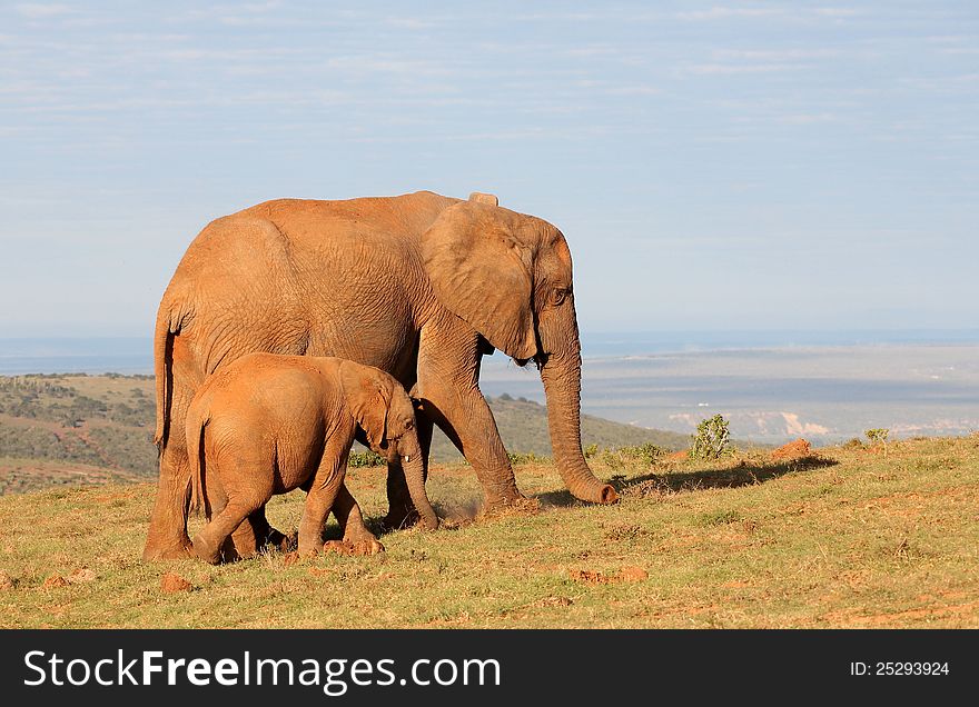 Baby elephant with mom walking on top of a hill. Baby elephant with mom walking on top of a hill