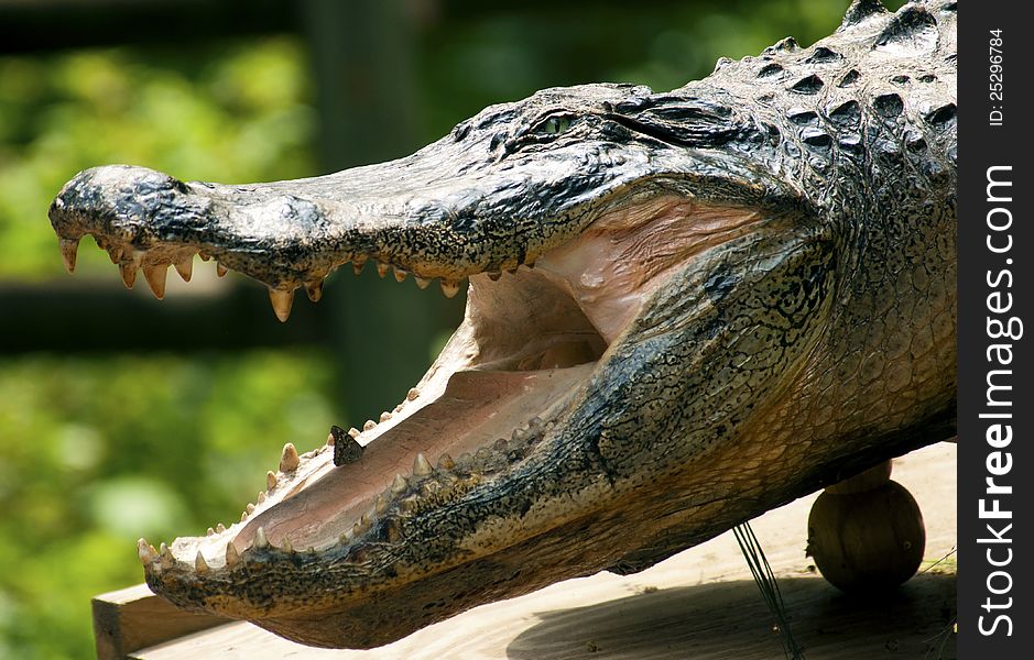 Stuffed Crocodile On Display