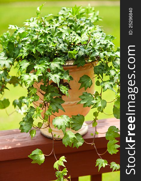 Long flowing English Ivy plant in beautiful aged planter. Long flowing English Ivy plant in beautiful aged planter