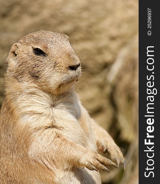 Prairie dog standing on hind legs