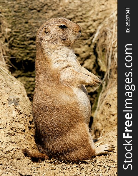 Prairie dog standing showing full body. Prairie dog standing showing full body.