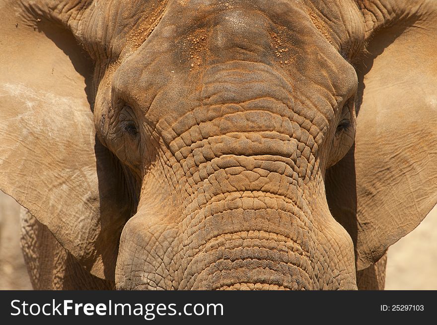 Close up image of an elephant head and ears.