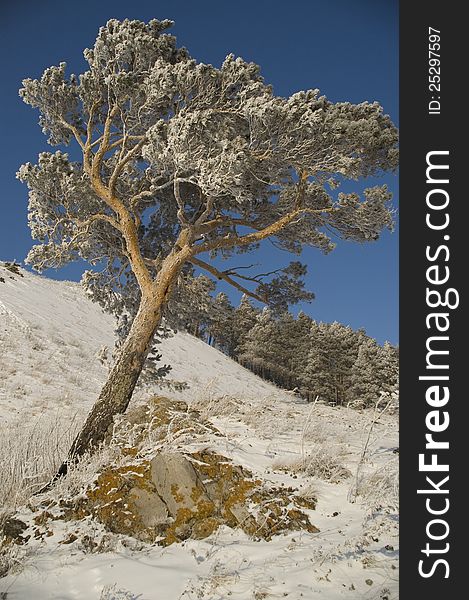 A lonely tree in snow on a rock. A lonely tree in snow on a rock.